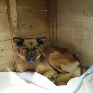 この子を助けてください。