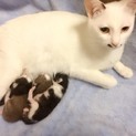 5月4日生まれ、3匹の子猫里親募集してます。
