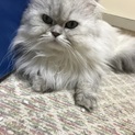 ペルシャ猫ホワイト里親さん募集中です！
