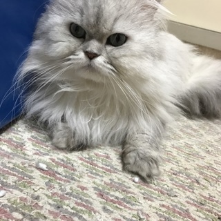 ペルシャ猫ホワイト里親さん募集中です！