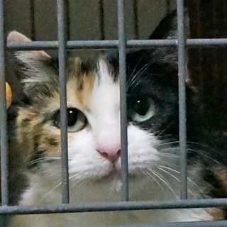 べっぴん三毛ちゃん