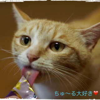 おっとりさん、猫が好き洋猫mixの愛らしい子です♩