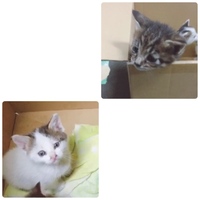 決めてあげて下さい