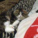 里親様募集しますm(_ _)m