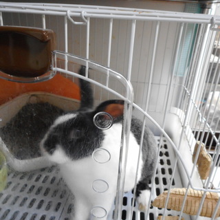 とてもおとなしく、良い子です。