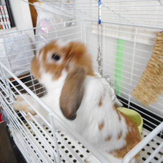 やんちゃでお散歩大好き！