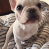 うさこ