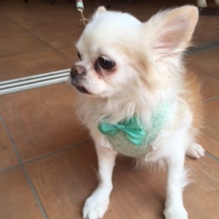 味わい深いチワワのチースケ