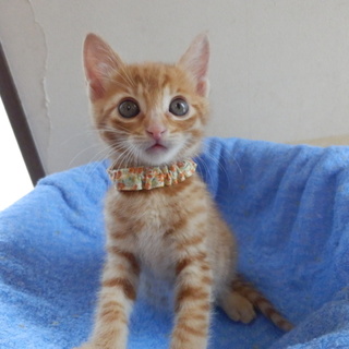 茶トラ♂生後１カ月