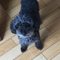 ポム