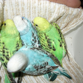 里親さまに感謝します。どうぞ可愛がって下さい　！！