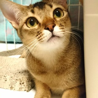 里親様決定！『ビビアンちゃん』