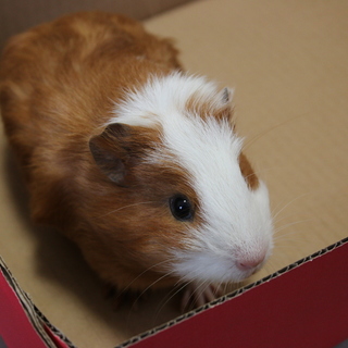 3月29日生まれです。