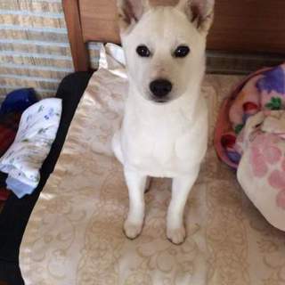 5ヵ月子犬里親募集