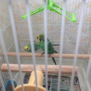 セキセイインコ オス&メス2羽