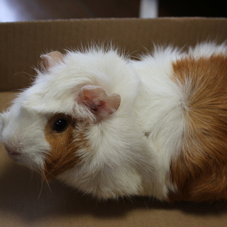 アビシニアンです。