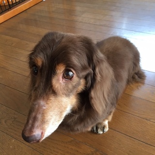 老犬です★おとなしいチョコタンの男の子
