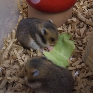 ノーマルゴールデンハムスター赤ちゃん