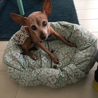 桜子（sakurako）