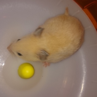 ハムスター(キンクマ)貰ってください