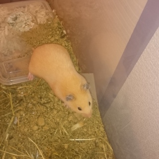 キンクマ貰ってください(メス)