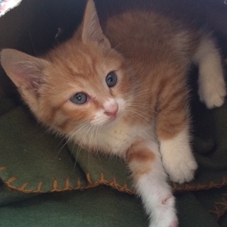 茶白の子猫ちゃん