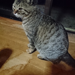 人懐こい野良猫さん