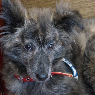 素直になれない怖がりな女の子