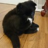 募集一時停止★モフモフの可愛い女の子★生後1カ月 サムネイル6