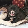 募集一時停止★モフモフの可愛い女の子★生後1カ月 サムネイル3