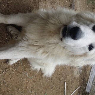 里親が決まりましたので募集は締め切ります。