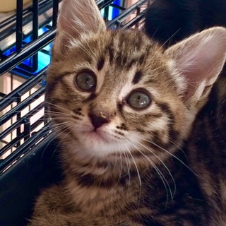 キジトラ子猫ちゃん
