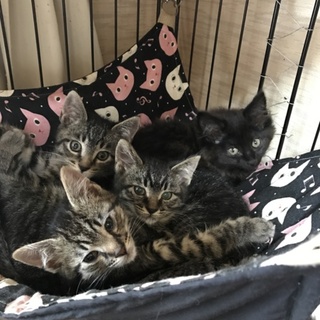 きじ猫ちゃん、兄妹です。