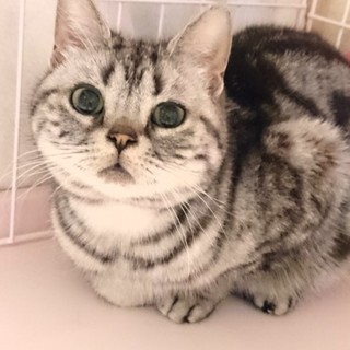 里親様決定！マンチカン『ミミちゃん』