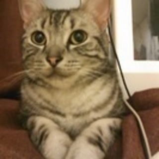 (交渉中)アメリカンショートヘア