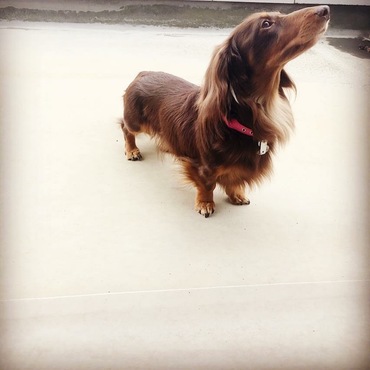 お隣が工事が始まってパトロールに大忙しw