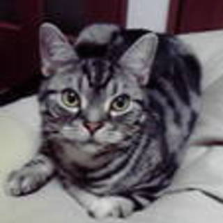 アメショー純血 7歳 男の子 里親さん決定！