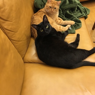 寝ているまこと君に突進してドヤ顔のくろたくんと、迷惑そうなまことくん。