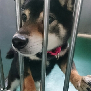 施設収容 病気かもしれない子に早く検査を