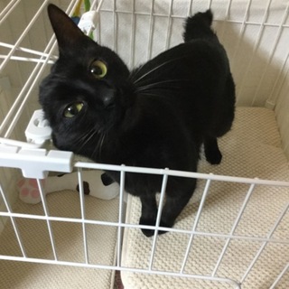 ありがとうございました！黒猫の女の子