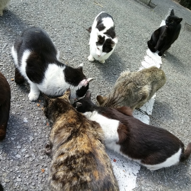 a.mf のカバー写真