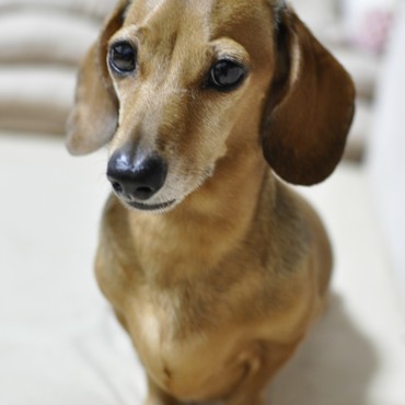 おすわりしてます。