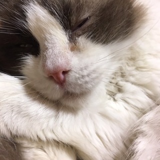 穏やかなラグドール