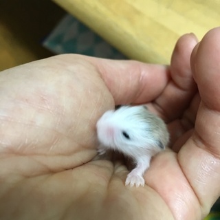 ありがとうございました！ロボロフスキーの赤ちゃん