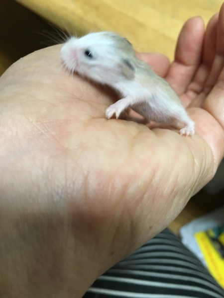 ありがとうございました 愛知県 小動物の里親募集 ペットのおうち 月間利用者150万人