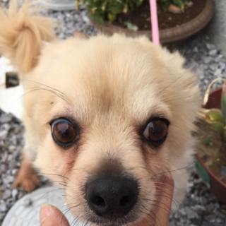 急募！！！代理投函