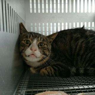 緊急！命の期限が迫っています！期限5月18日迄！