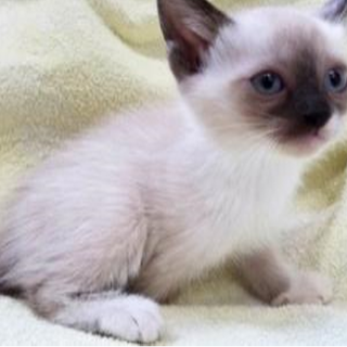 里親決定！！お迎えありがとうございました(^^♪