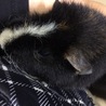 とらばたー
