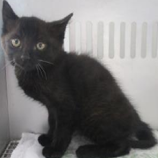 里親決定！！お迎えありがとうございました(^^♪